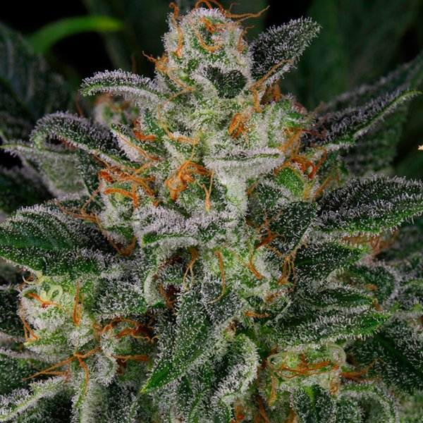 Serious-Kush-3-u-Fem-Serious-Seeds.jpg
