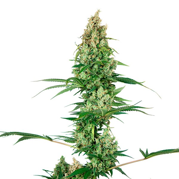 Silver-Fire-1-u-fem-Sensi-Seeds.jpg