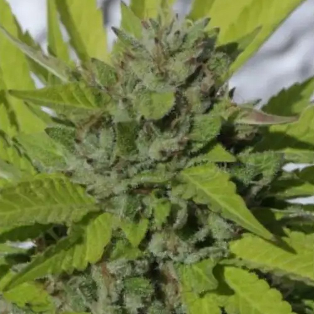 Sister-Cookies-3-u-fem-Mamiko-Seeds.jpg