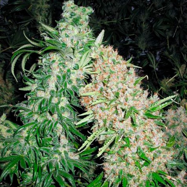Skunk-Special-4-u-fem-Female-Seeds.jpg