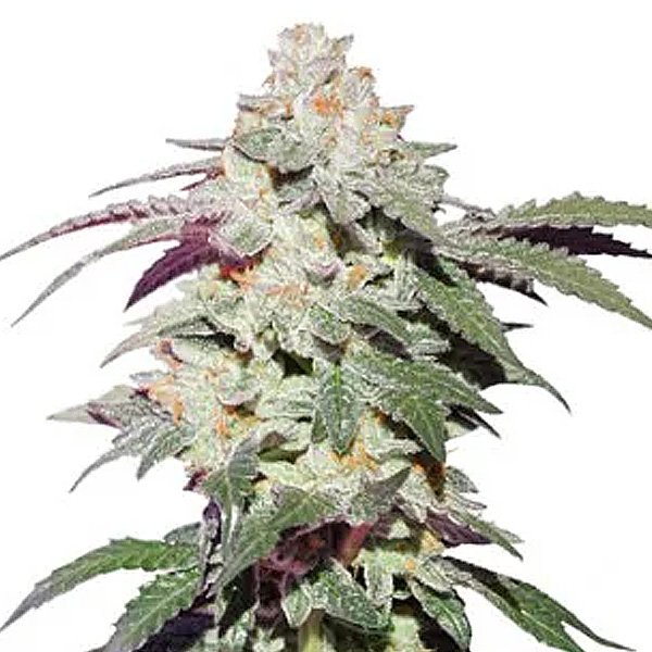 Skywalker-Haze-1-u-fem-Dutch-Passion.jpg