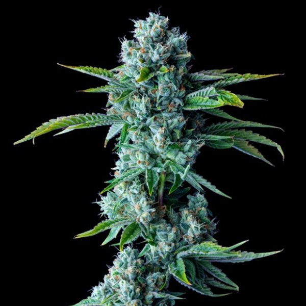 Skywalker-Kush-3-u-fem-DNA-Genetics.jpg