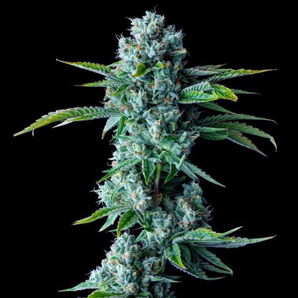 Skywalker-Kush-5-u-fem-DNA-Genetics.jpg