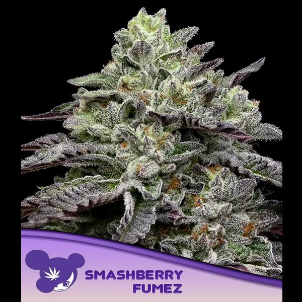 Smashberry-Fumez-3-u-fem-Anesia.jpg