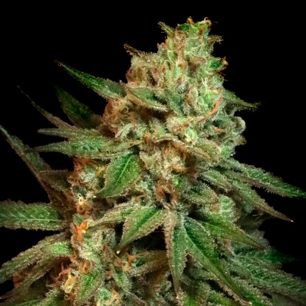 Snoops-Applefrizzle-3-ud-fem-Elev8-Seeds.jpg