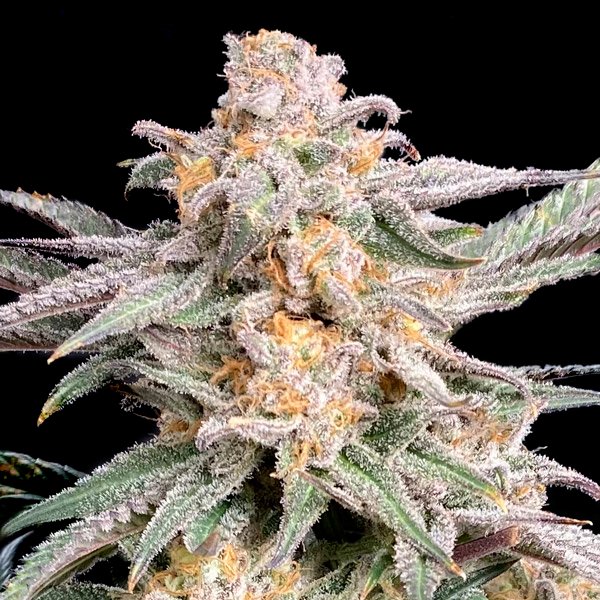 Snoops-Punch-3-ud-fem-Elev8-Seeds.jpg