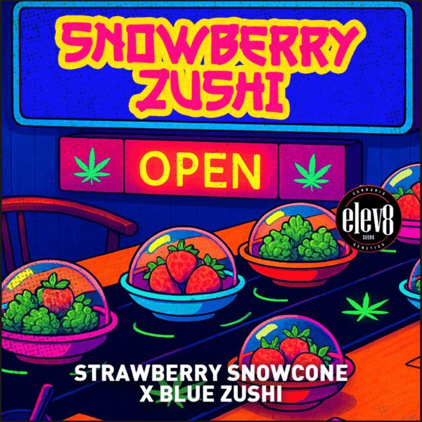 Snowberry-Zushi-3-ud-fem-Elev8-Seeds.jpg