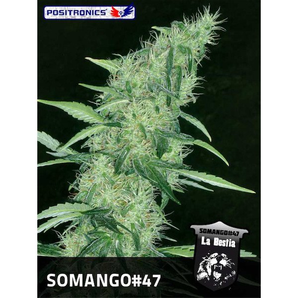 Somango-47-1-u-fem-Positronics-Seeds.jpg