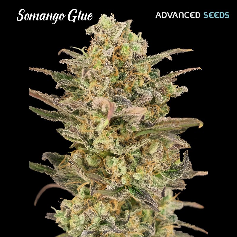 Somango-Glue-1-u-fem-Advanced-Seeds.jpg