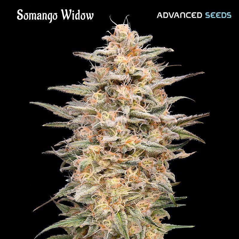 Somango-Widow-1-u-fem-Advanced-Seeds.jpg
