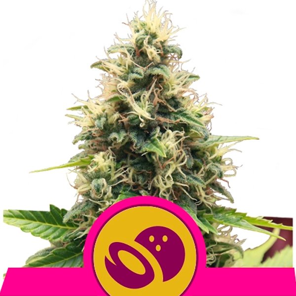 Somango-XL-3-u-fem-Royal-Queen.jpg