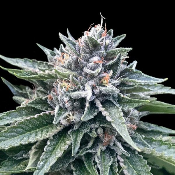 Sorbet-4-5-u-fem-DNA-Genetics.jpg