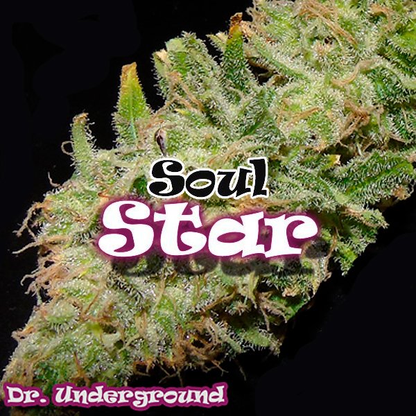 Soul-Star-2-u-fem-Dr-Underground.jpg