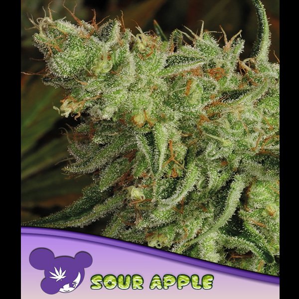 Sour-Apple-3-u-fem-Anesia.jpg