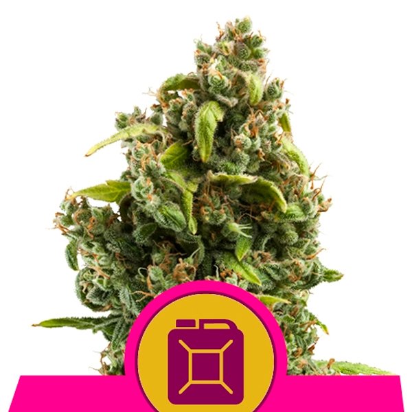 Sour-Diesel-1-u-fem-Royal-Queen.jpg