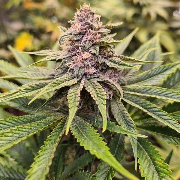 Sour-Mc-Kuntz-7-u-fem-Conscious-Genetics.jpg