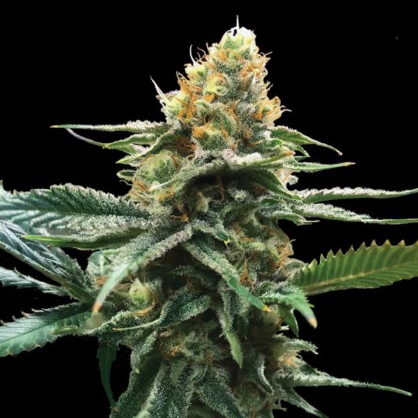 Sour-Sorbet-5-u-fem-DNA-Genetics.jpg