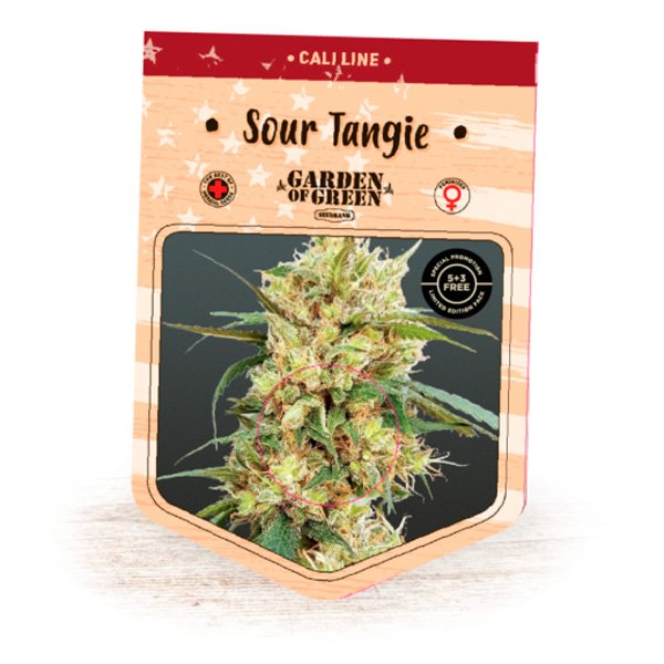 Sour-Tangie-1-u-fem-Garden-of-Green-Seeds.jpg