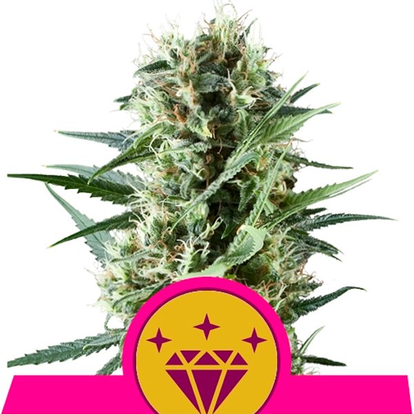 Special-Kush-1-1-u-fem-Royal-Queen.jpg
