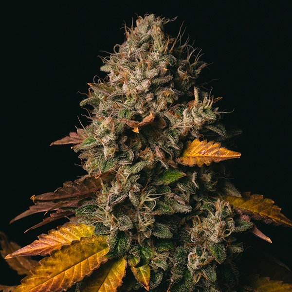 Spooky-OG-1-u-fem-Pure-Instinto.jpg