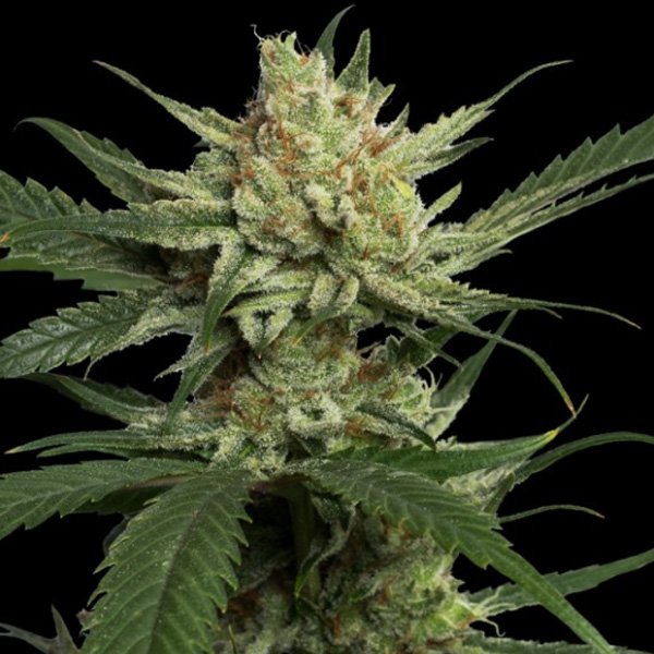 Strawberry-Banana-3-u-fem-DNA-Genetics.jpg
