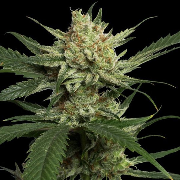 Strawberry-Banana-5-u-fem-DNA-Genetics.jpg