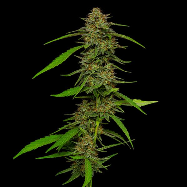 Strawberry-Cheesecake-3-u-fem-Humboldt-Seeds-Company.jpg