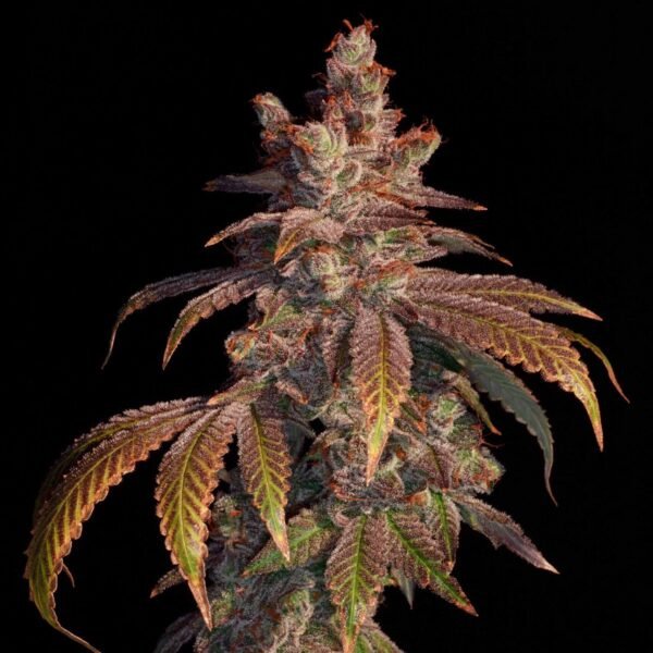 Strawberry-Gambino-3-ud-fem-Elev8-Seeds.jpg