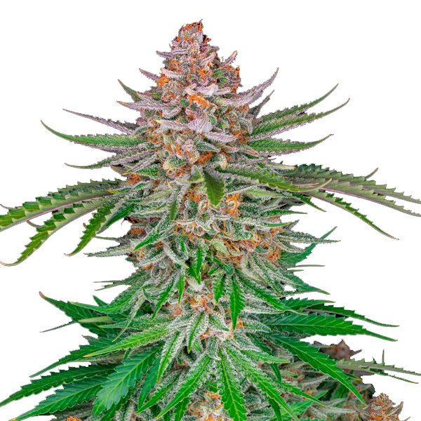 Strawberry-Pie-Auto-1-u-fem-FastBuds-Seeds.jpg