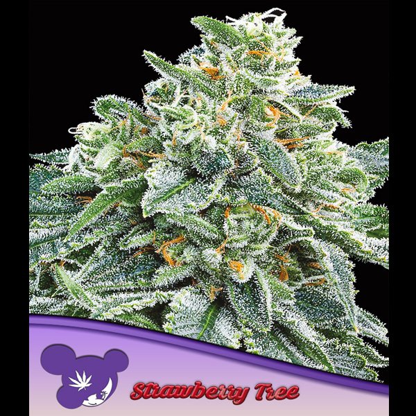 Strawberry-Tree-3-u-fem-Anesia.jpg