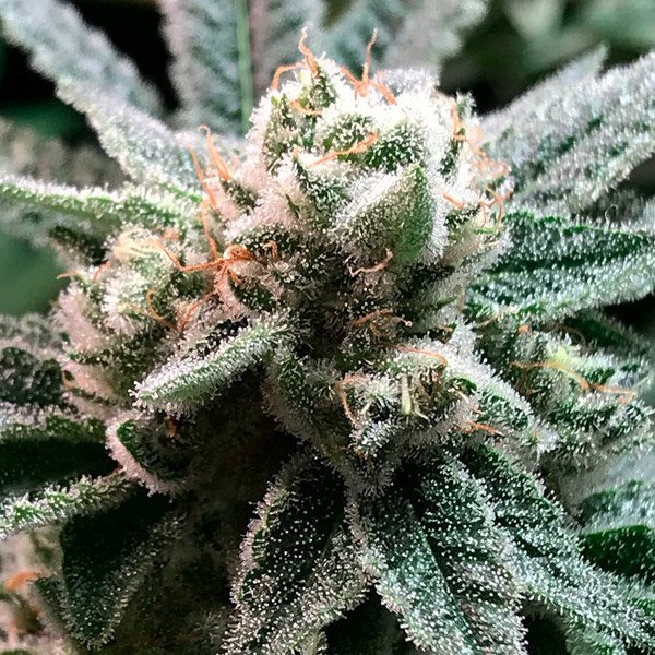 Sublimator-1-u-fem-R-Kiem-Seeds.jpg