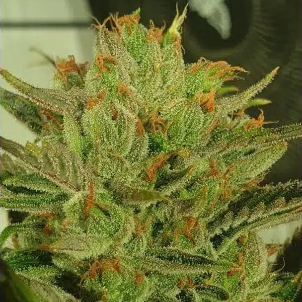 Sugar-Tree-4-u-fem-ZmoothieZ.jpg