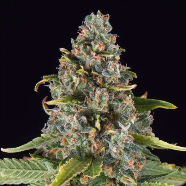 Summer-Sweet-Triploid-5-u-fem-Triploid-Seeds.jpg