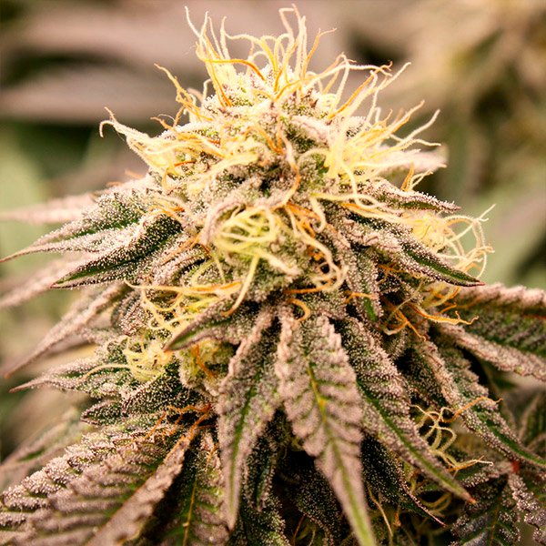 SunDogZ-3-ud-Humboldt-Seed-Organization.jpg