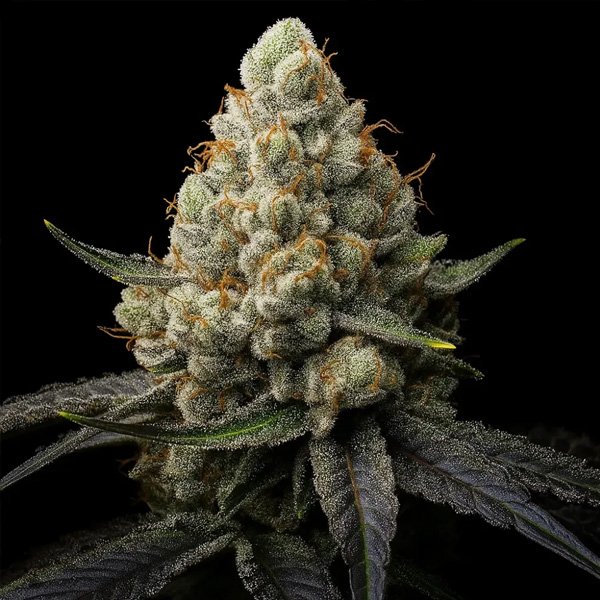 Sunshine-Citrus-Triploid-5-u-fem-Triploid-Seeds.jpg