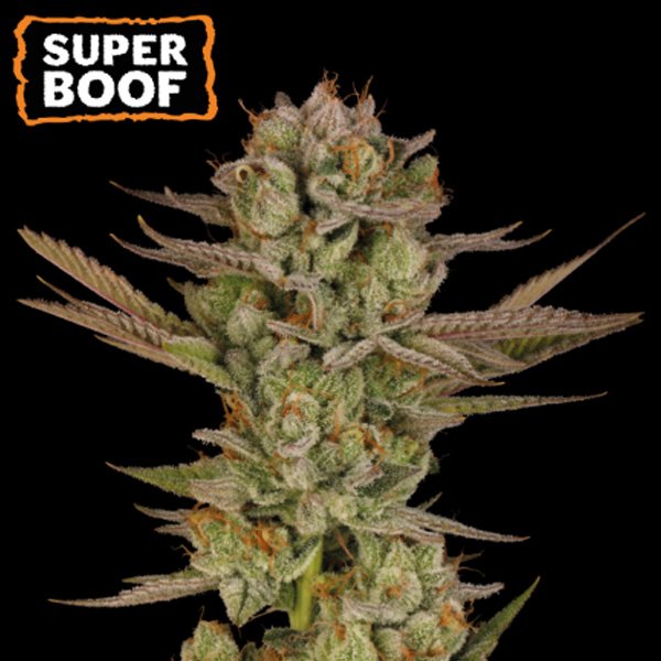 Super-Boof-fem-1-u-Seedstockers-Superior.jpg