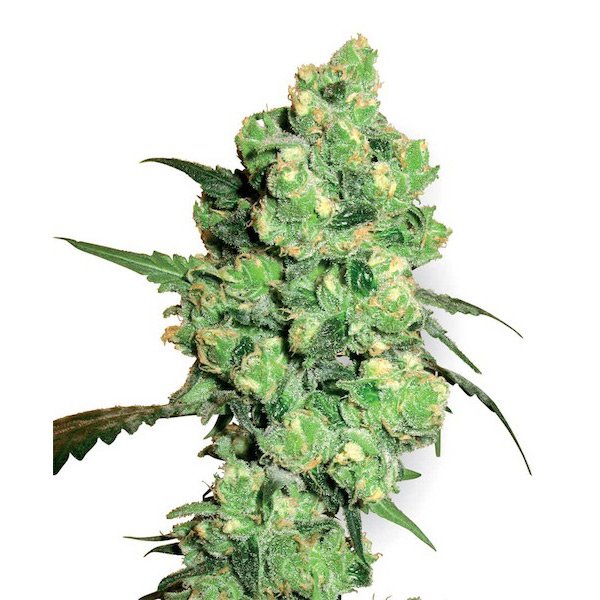 Super-Skunk-10-u-reg-White-Label.jpg