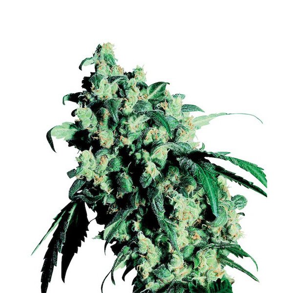 Super-Skunk-3-u-fem-Sensi-Seeds.jpg
