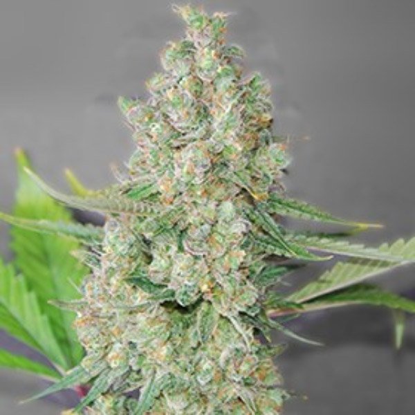 Super-Skunk-5u-G13-Labs.jpg