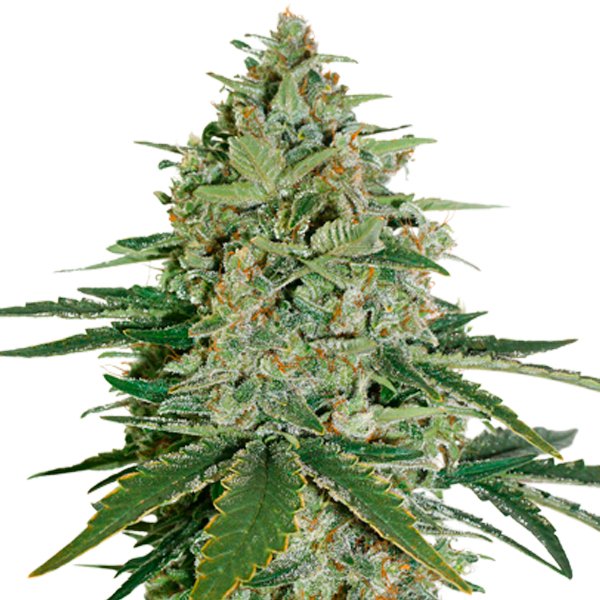 Super-Skunk-fem-1-u-Seedstockers.jpg