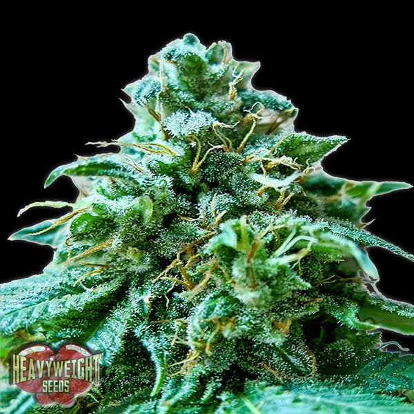 Superb-OG-3-u-fem-Heavyweight-Seeds.jpg