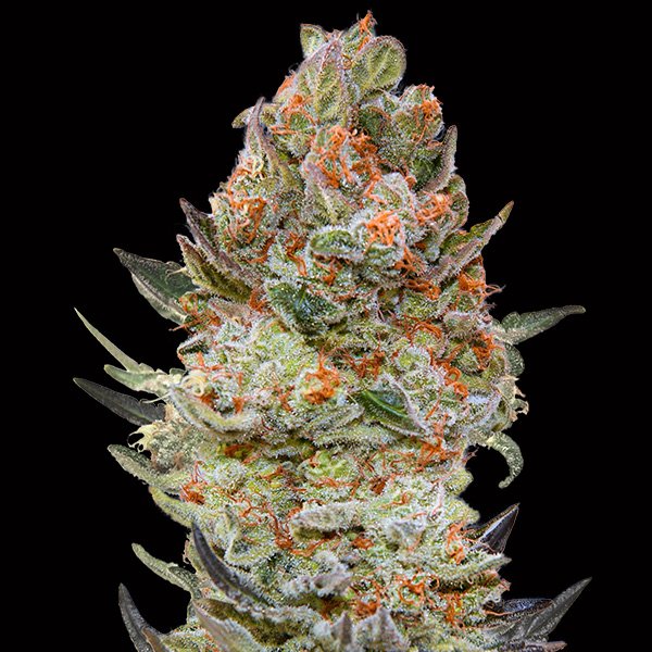 Sweet-Critical-CBD-3-u-fem-00-Seeds.jpg