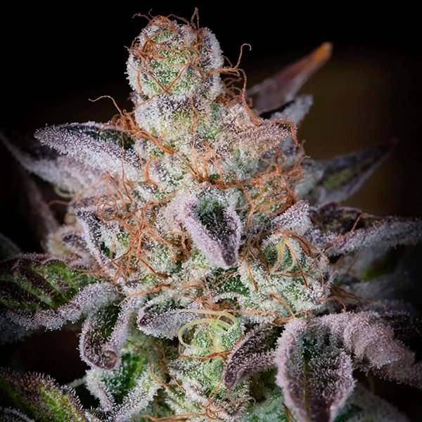 Sweetopia-3-u-fem-Paradise-Seeds.jpg