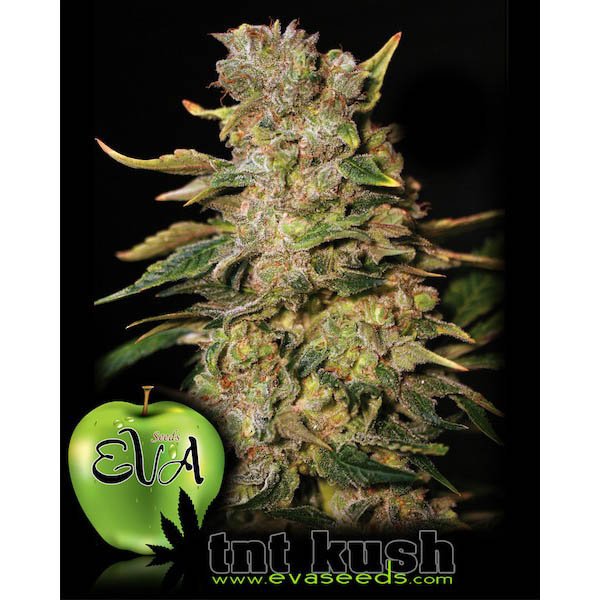 TNT-Kush-31-u-fem-Eva-Seeds.jpg