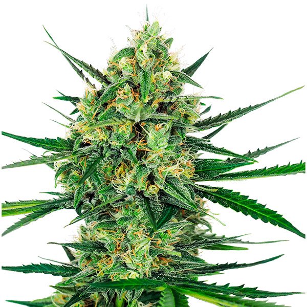 Tangerine-Sugar-5-u-fem-Sensi-Seeds.jpg
