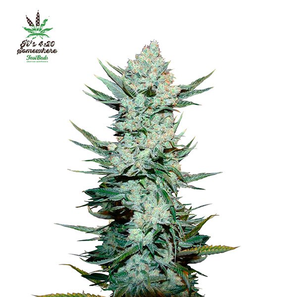 Tangie-Matic-Auto-1-u-fem-FastBuds-Seeds.jpg