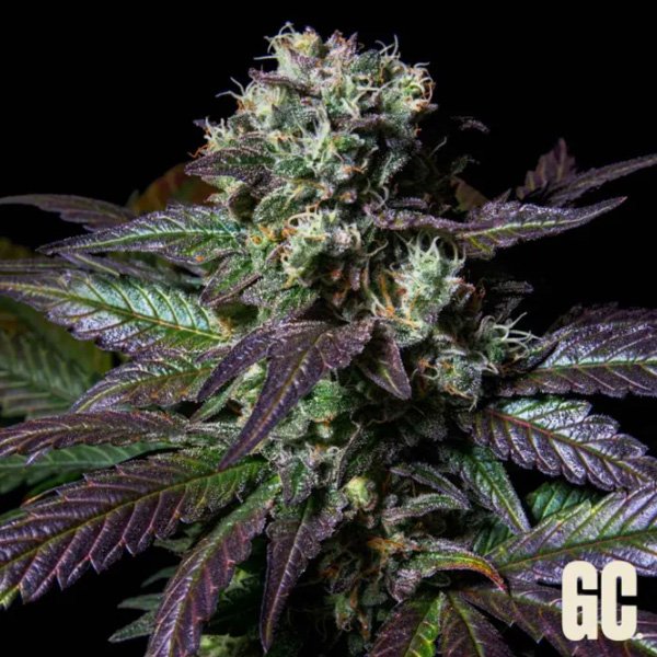 Tatin-3-u-fem-Grand-Cru-Genetics.jpg