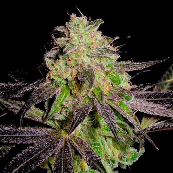 Tha-Gelee-3-u-fem-Grateful-Seeds.jpg