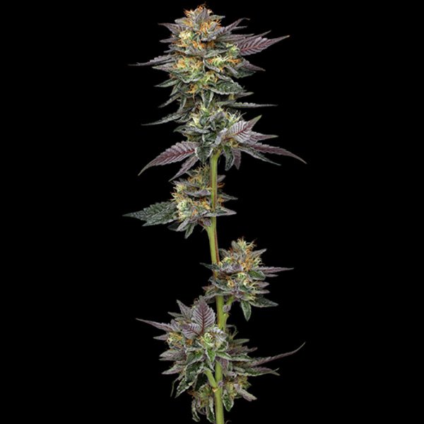 The-Bling-3-u-fem-Humboldt-Seeds-Company.jpg