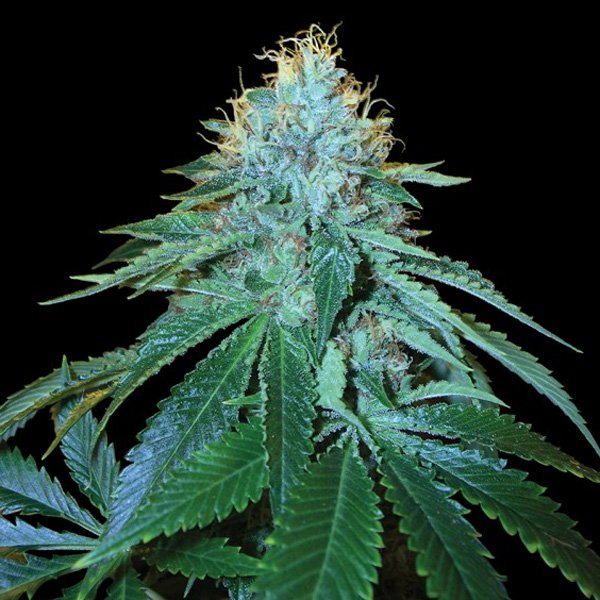 The-OG-18-5-u-fem-DNA-Genetics.jpg